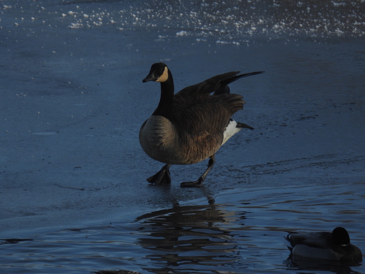 Canada Goose - ML646884328