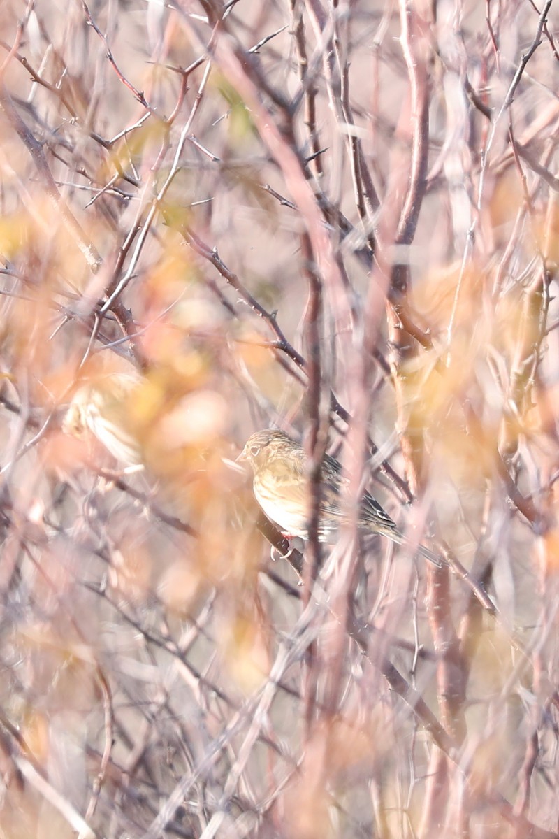 vesperspurv - ML646884331