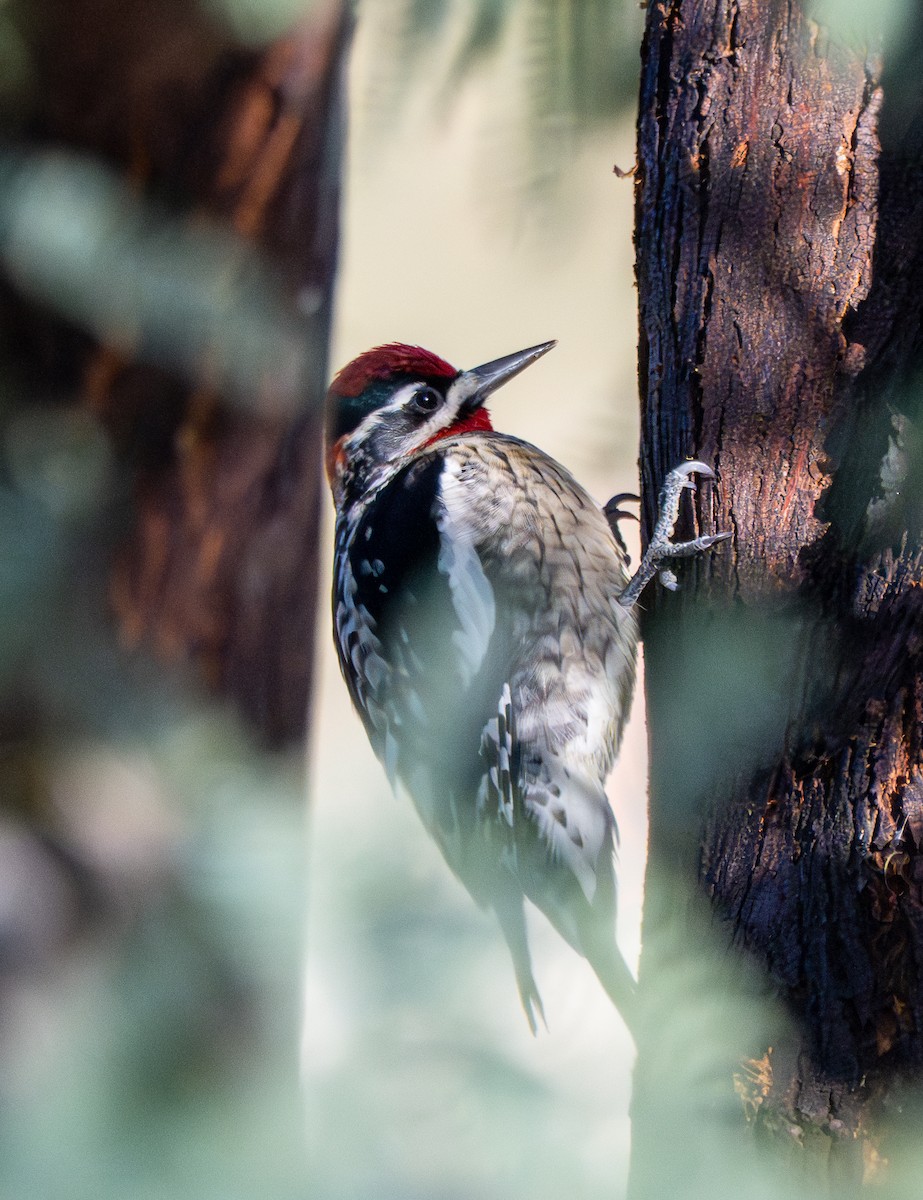 Red-naped Sapsucker - ML646884334