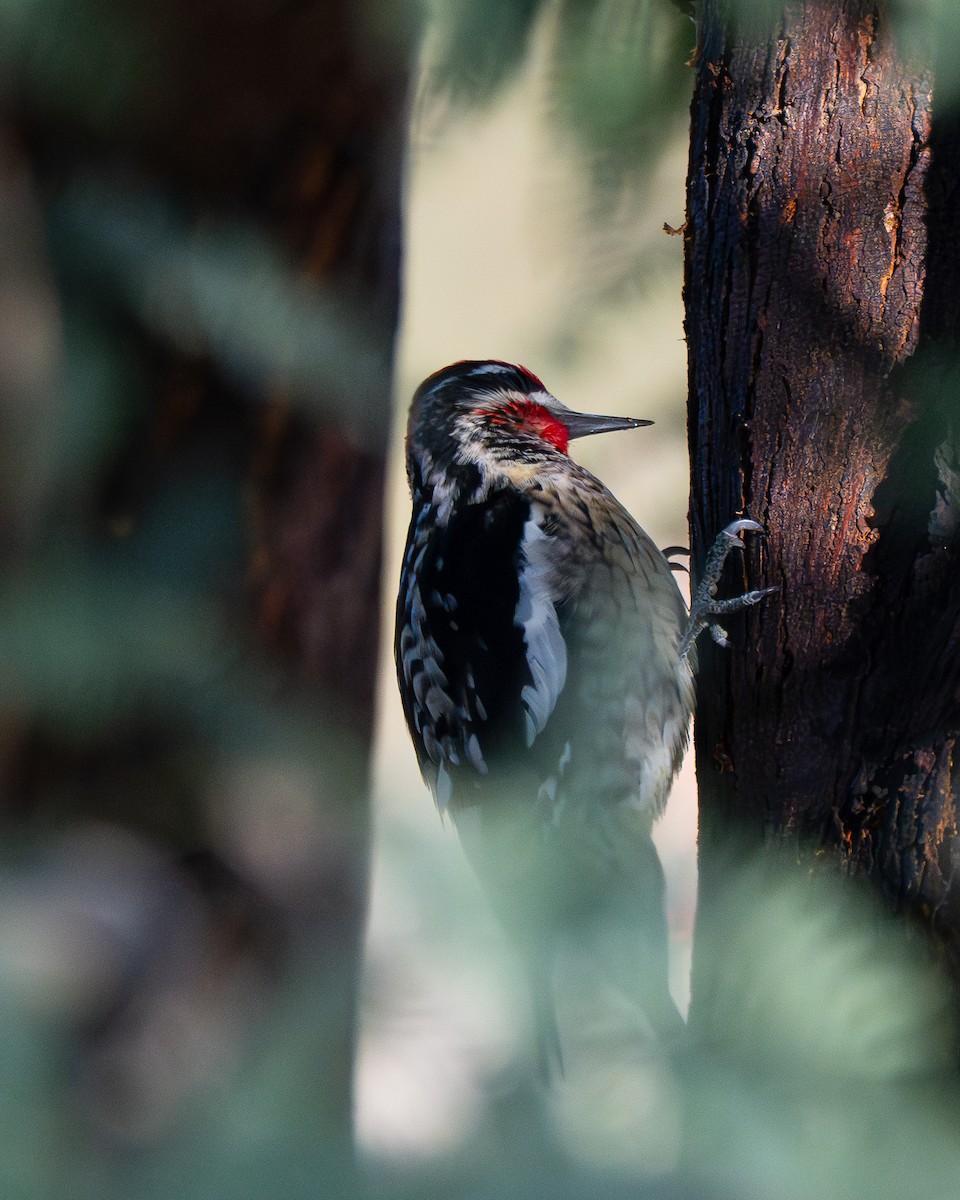 Red-naped Sapsucker - ML646884335