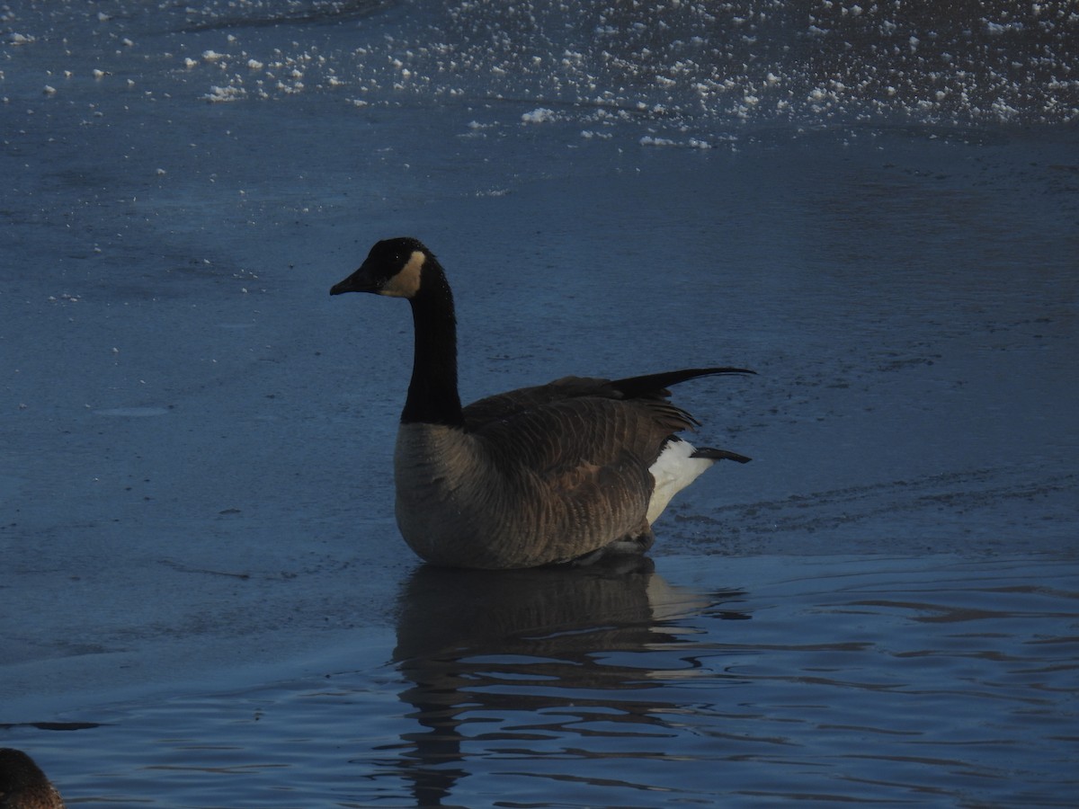 Canada Goose - ML646884337