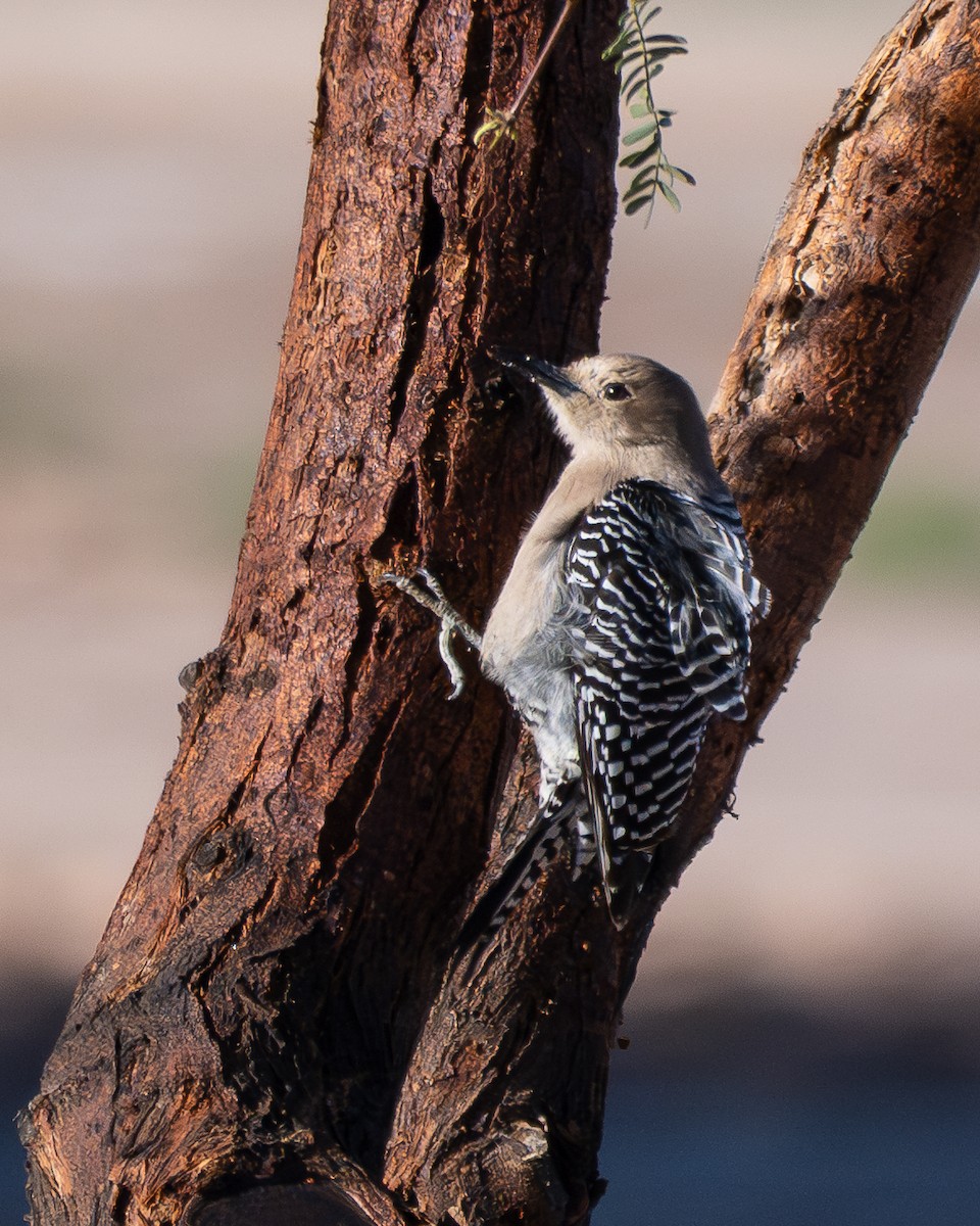 Carpintero de Gila - ML646884338