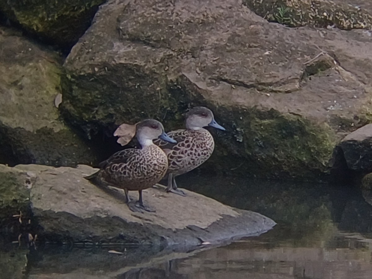 Gray Teal - ML646884339