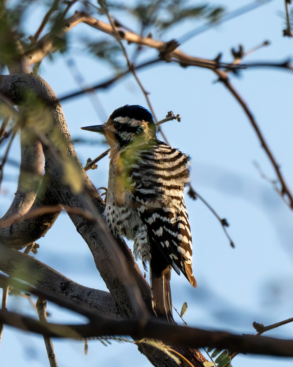 Ladder-backed Woodpecker - ML646884341