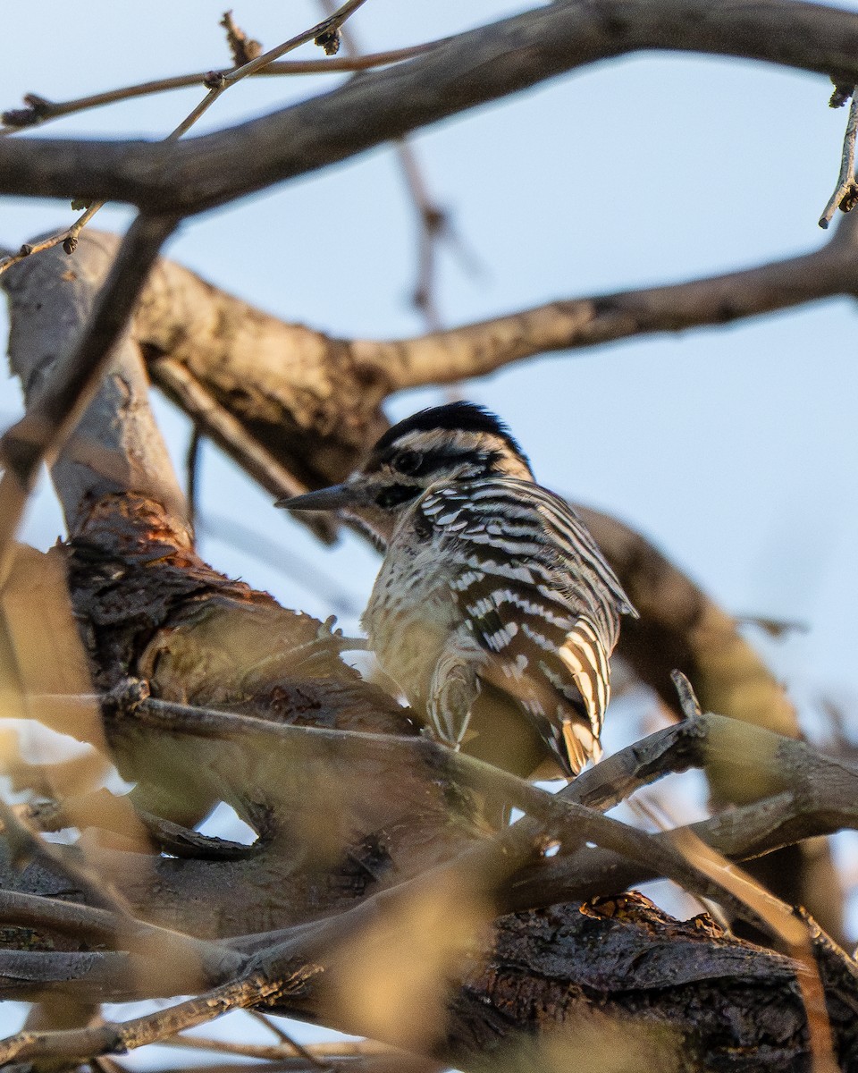 Ladder-backed Woodpecker - ML646884342
