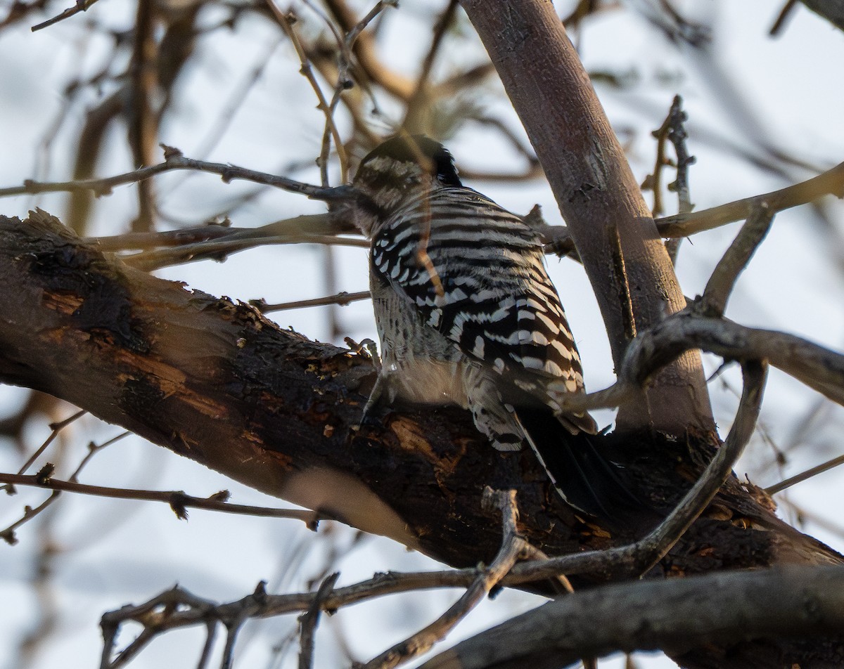 Ladder-backed Woodpecker - ML646884343