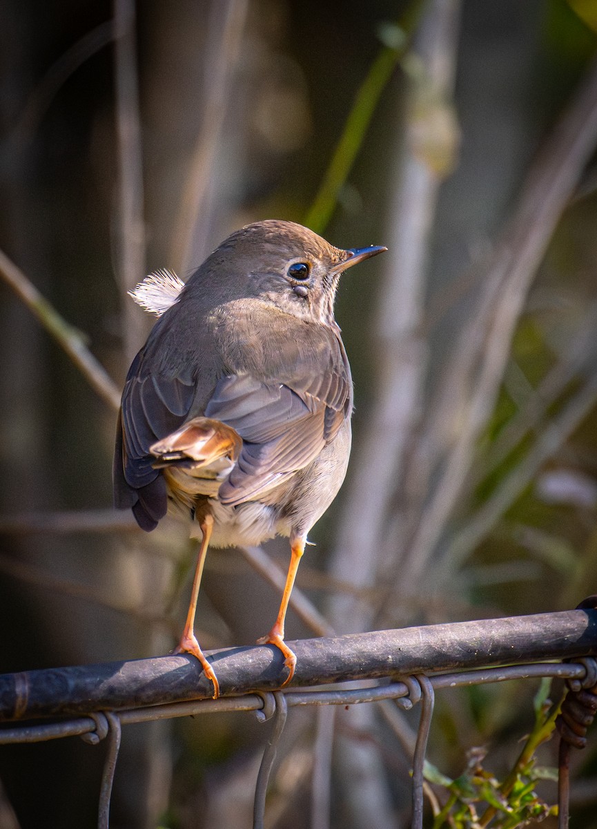 Дрозд-отшельник - ML646884345