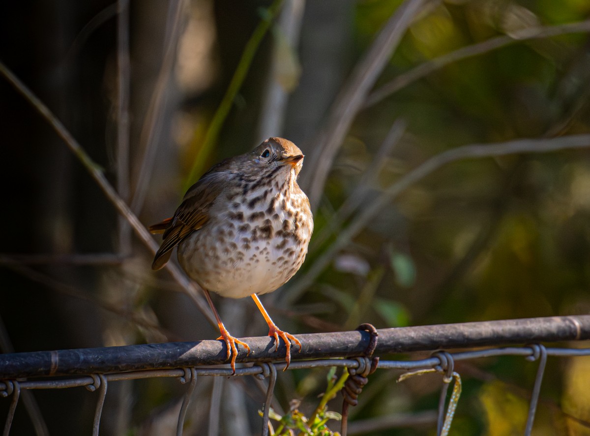 Дрозд-отшельник - ML646884346