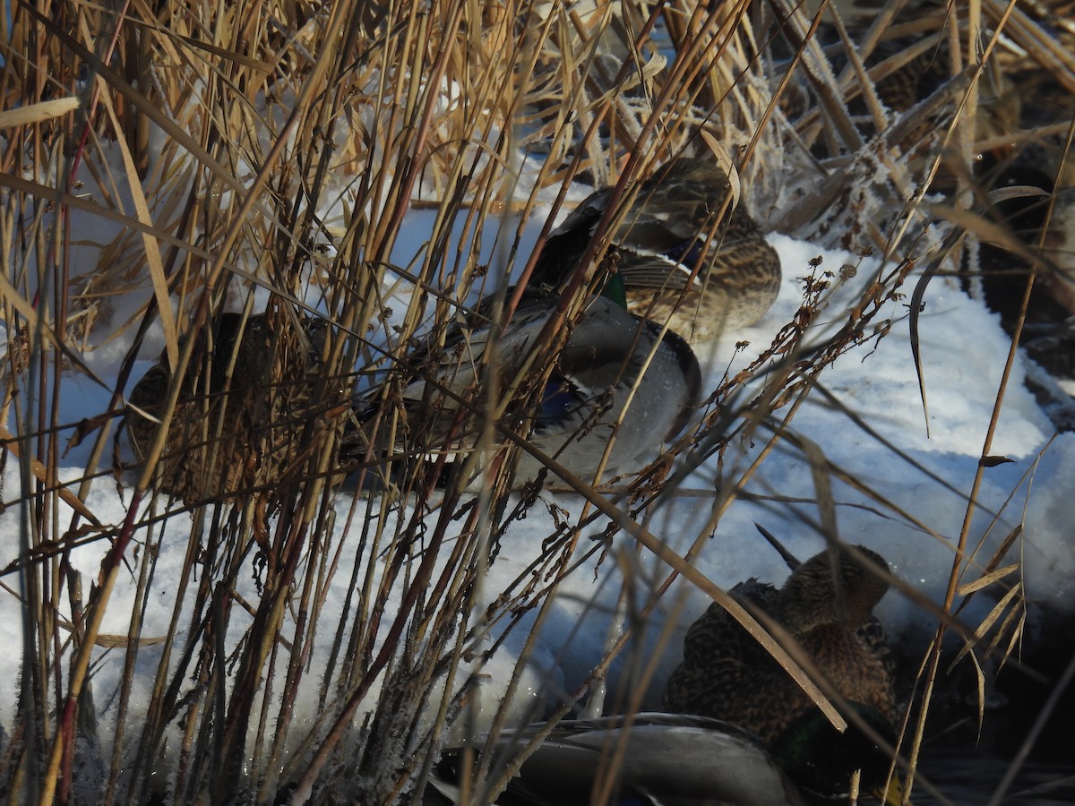 Mallard - ML646884348