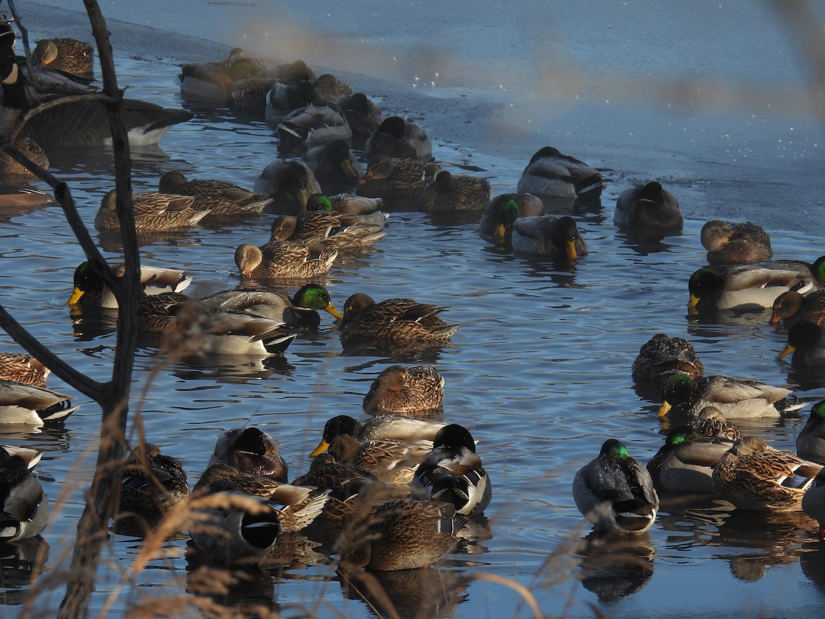 Mallard - ML646884349