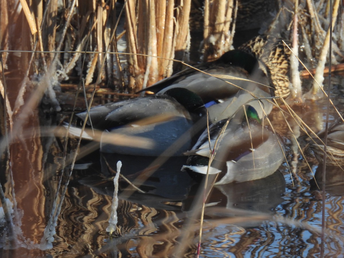 Mallard - ML646884350