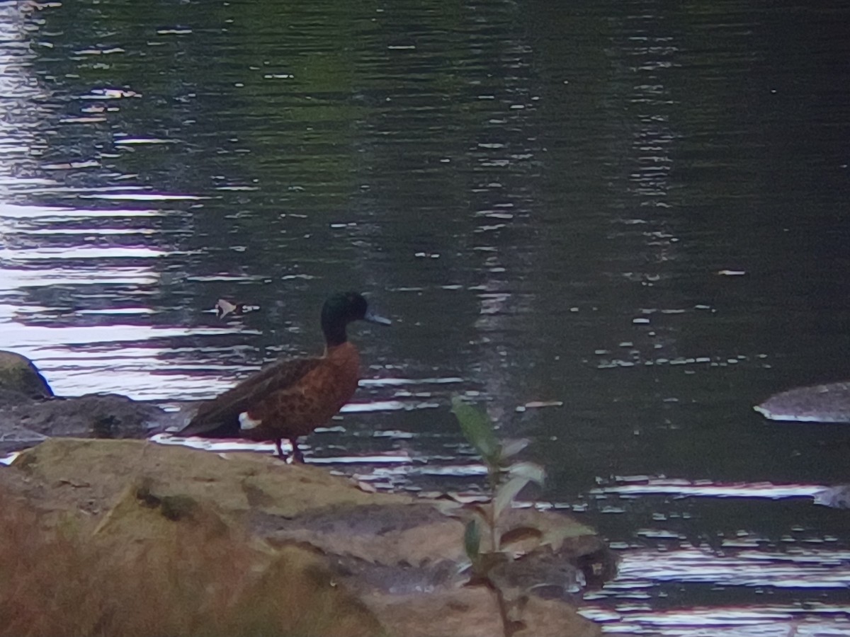 Chestnut Teal - ML646884351