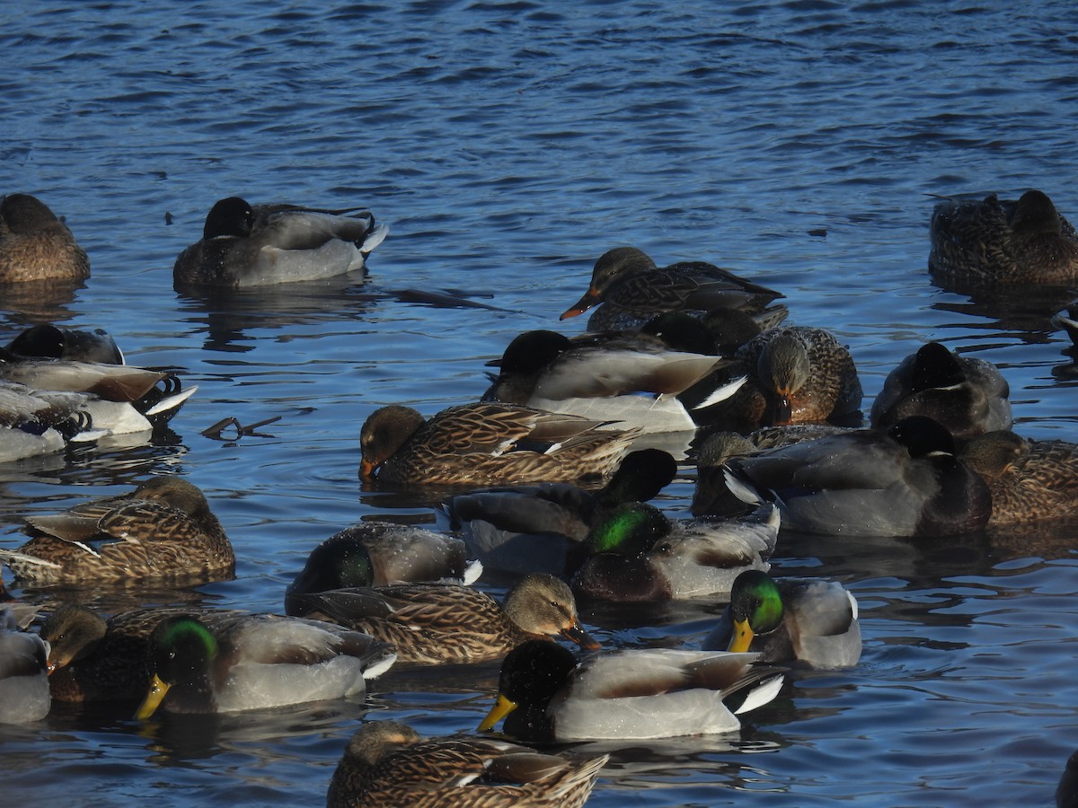 Mallard - ML646884358