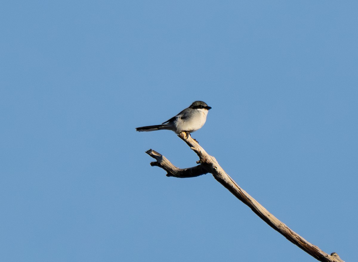 Amerika Örümcekkuşu - ML646884363