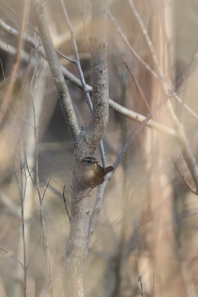 vintersmett - ML646884364