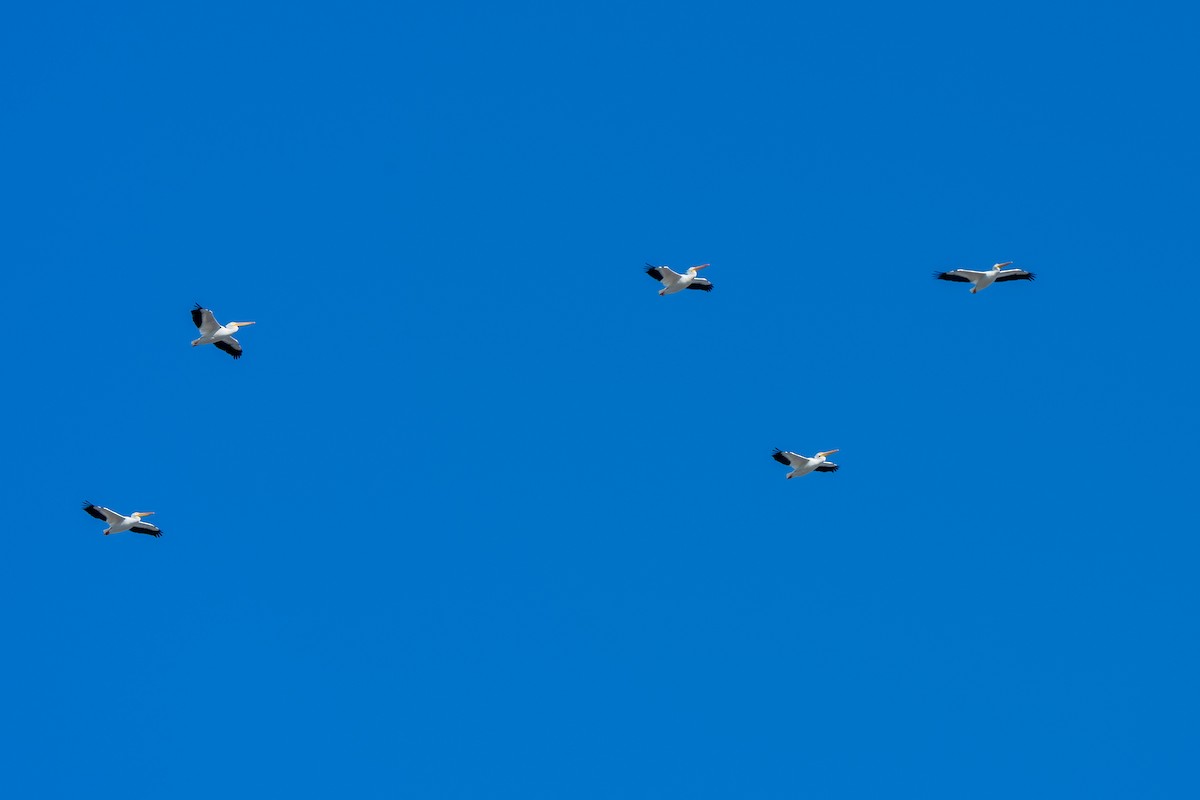 Nashornpelikan - ML646884365