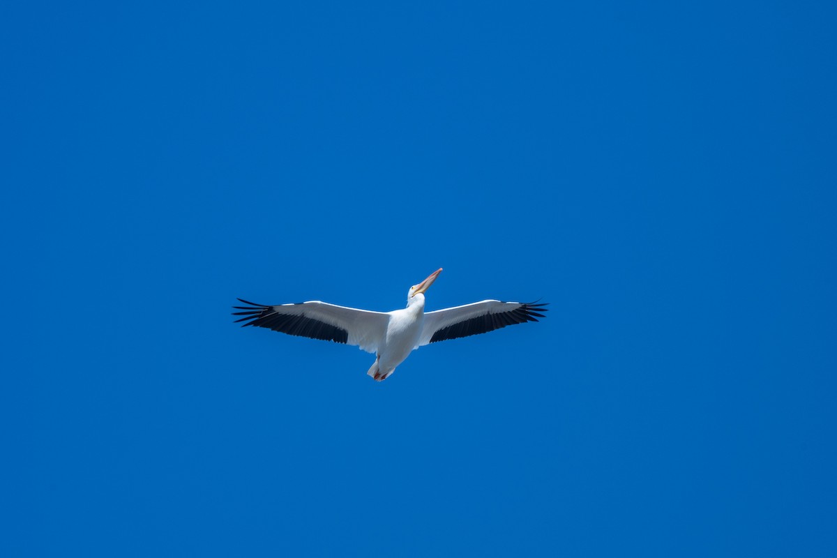 Nashornpelikan - ML646884366