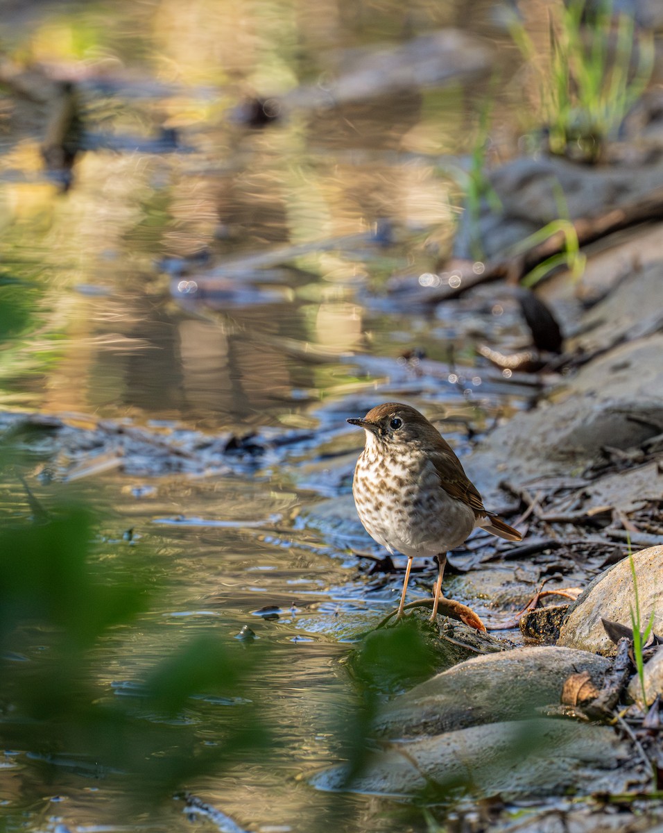 Дрозд-отшельник - ML646884367