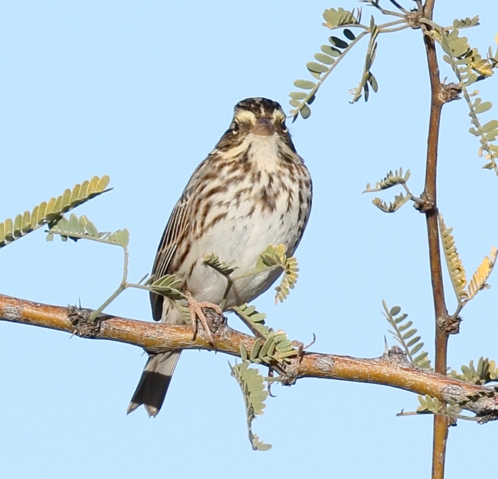 Savannah Sparrow - ML646884370