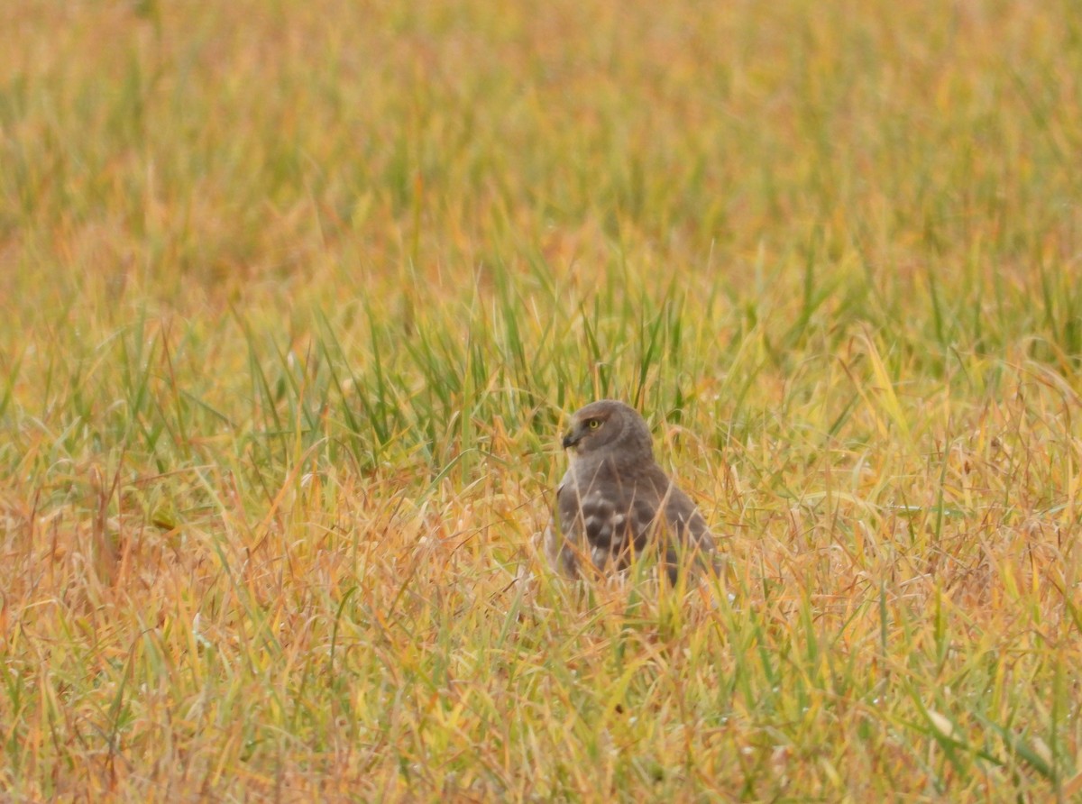 Northern Harrier - ML646884373