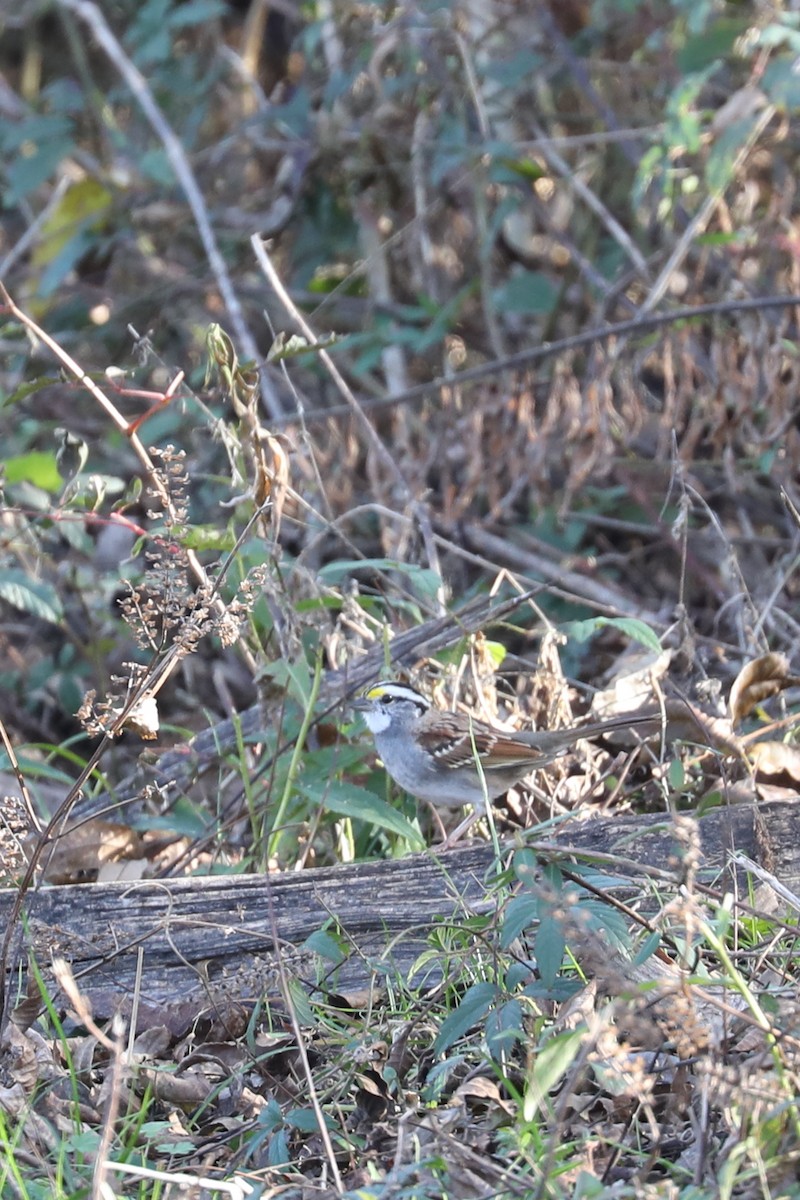 hvitstrupespurv - ML646884374