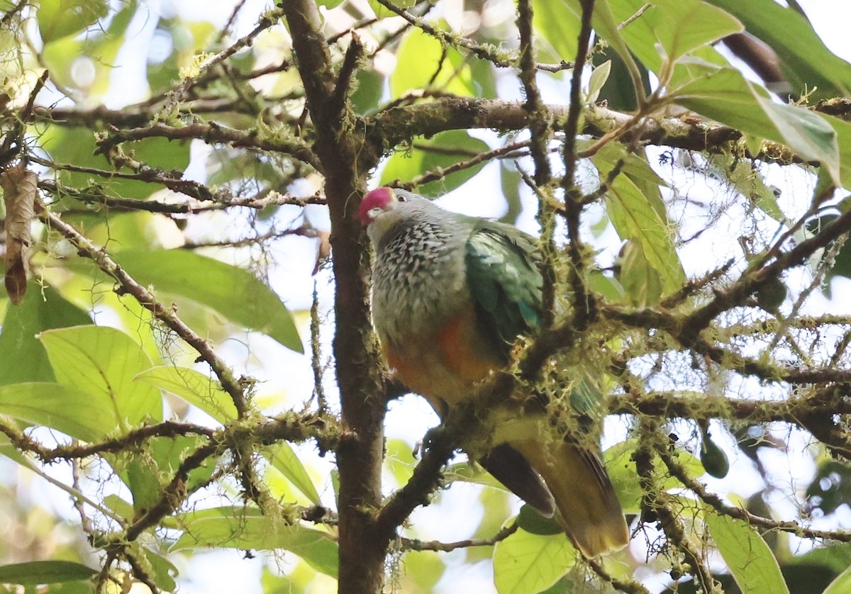 Тілопо королівський - ML646884375