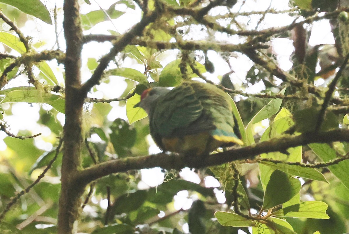 Тілопо королівський - ML646884376