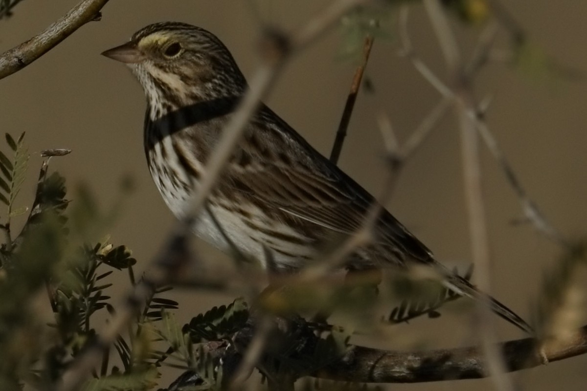 Savannah Sparrow - ML646884379