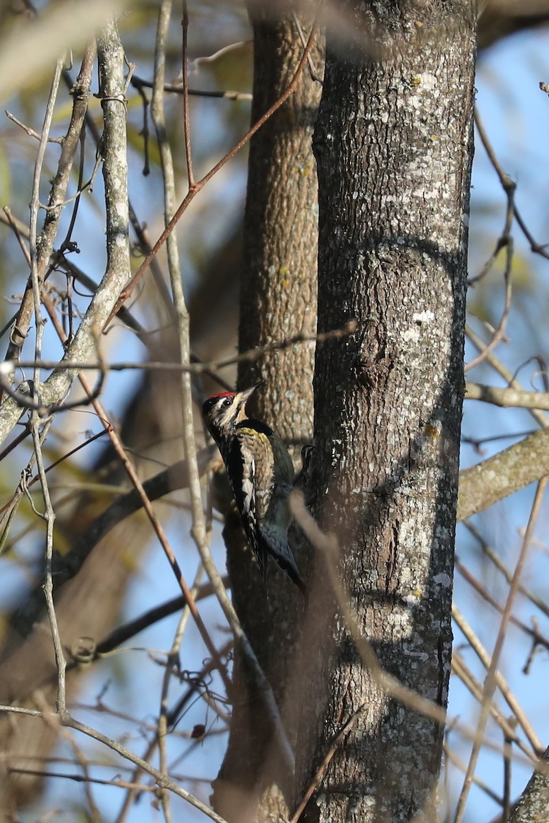 kanadasevjespett - ML646884381