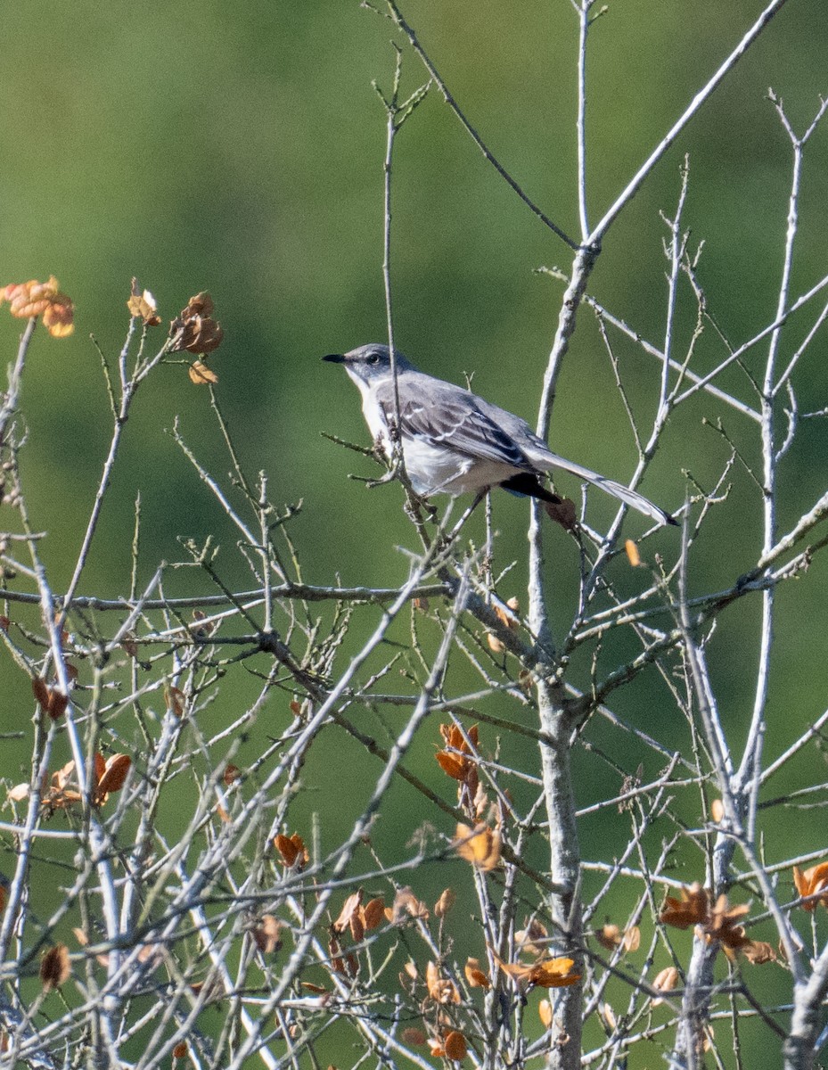 Многоголосый пересмешник - ML646884383