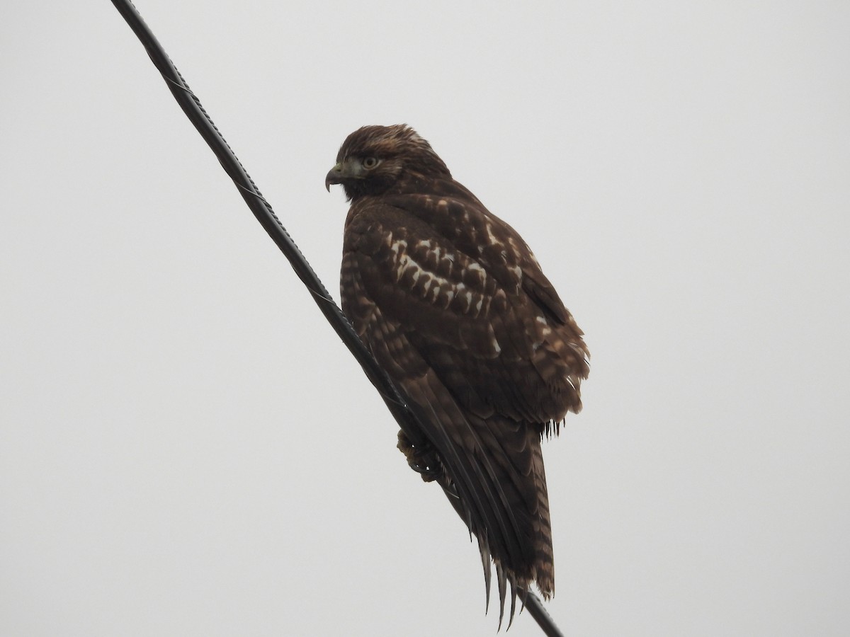 Red-tailed Hawk - ML646884385