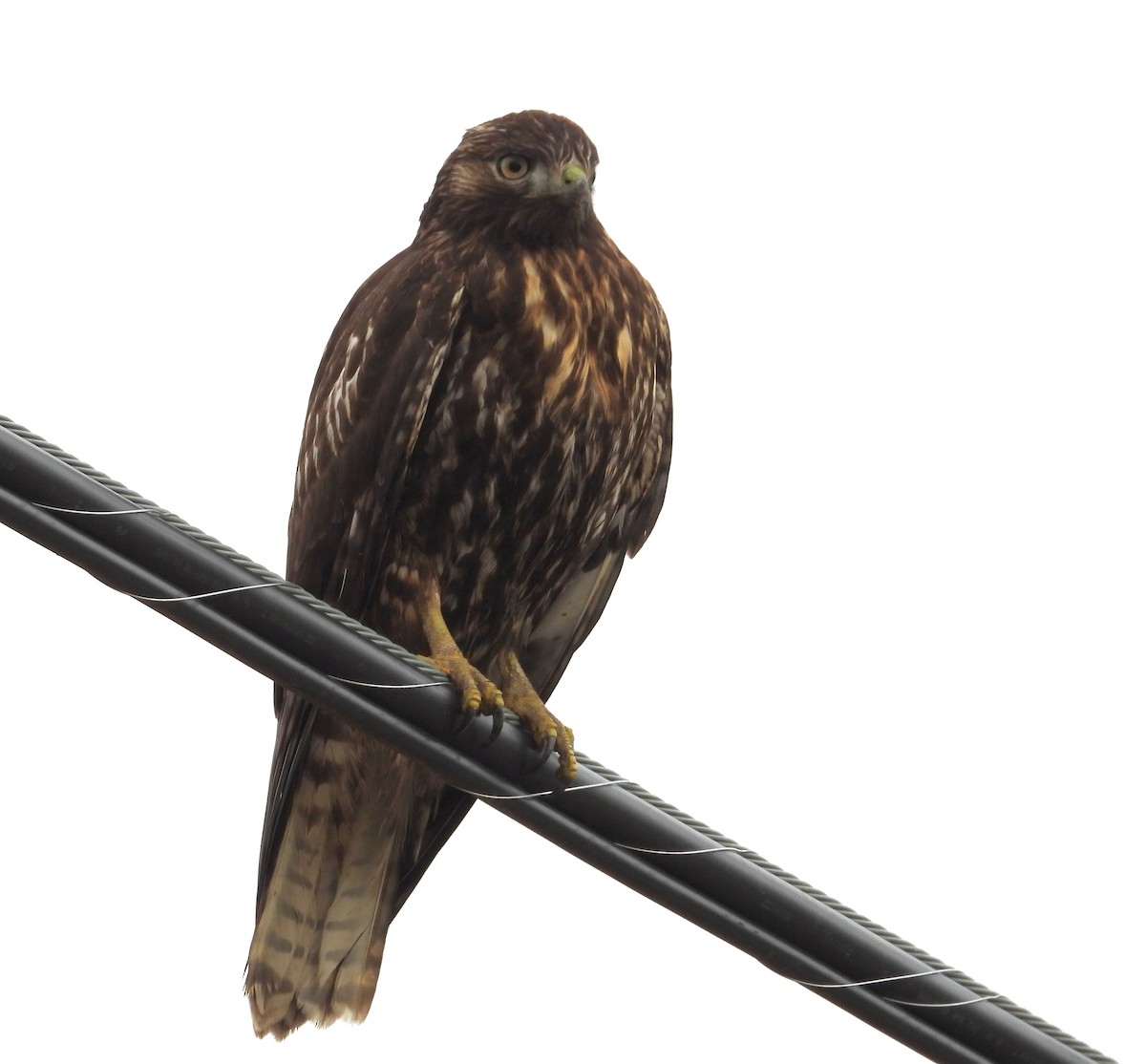 Red-tailed Hawk - ML646884387