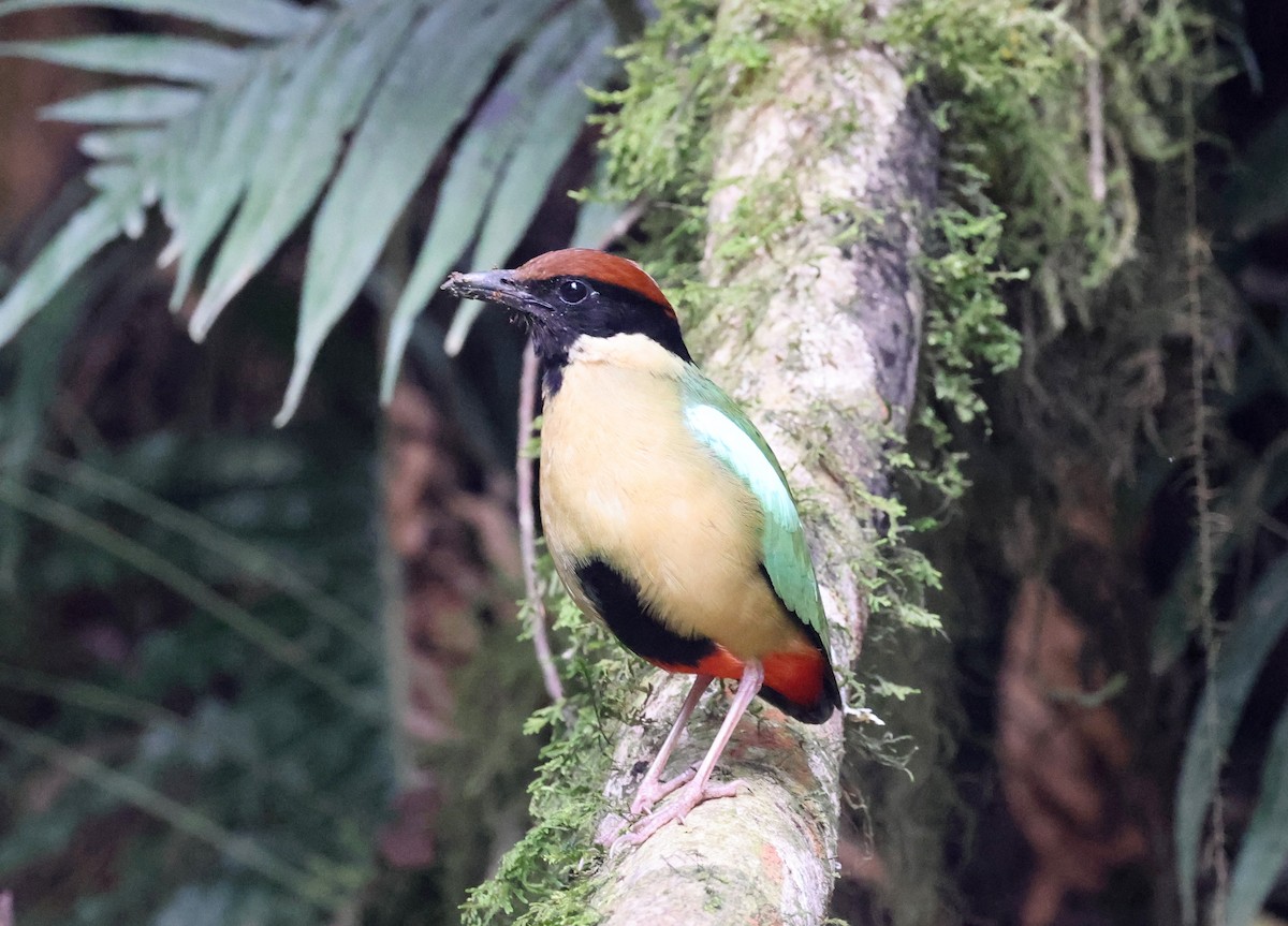 Піта-крикун - ML646884388