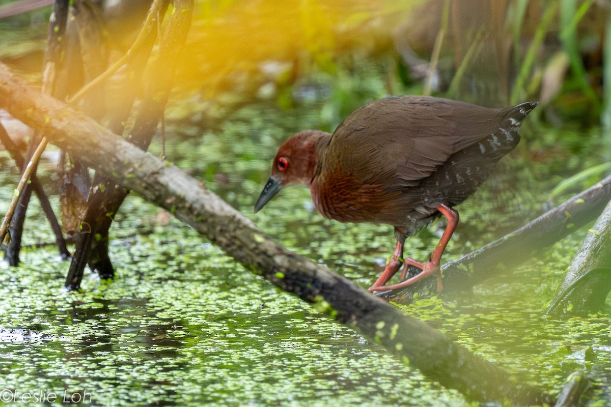 Red-legged Crake - ML646884392