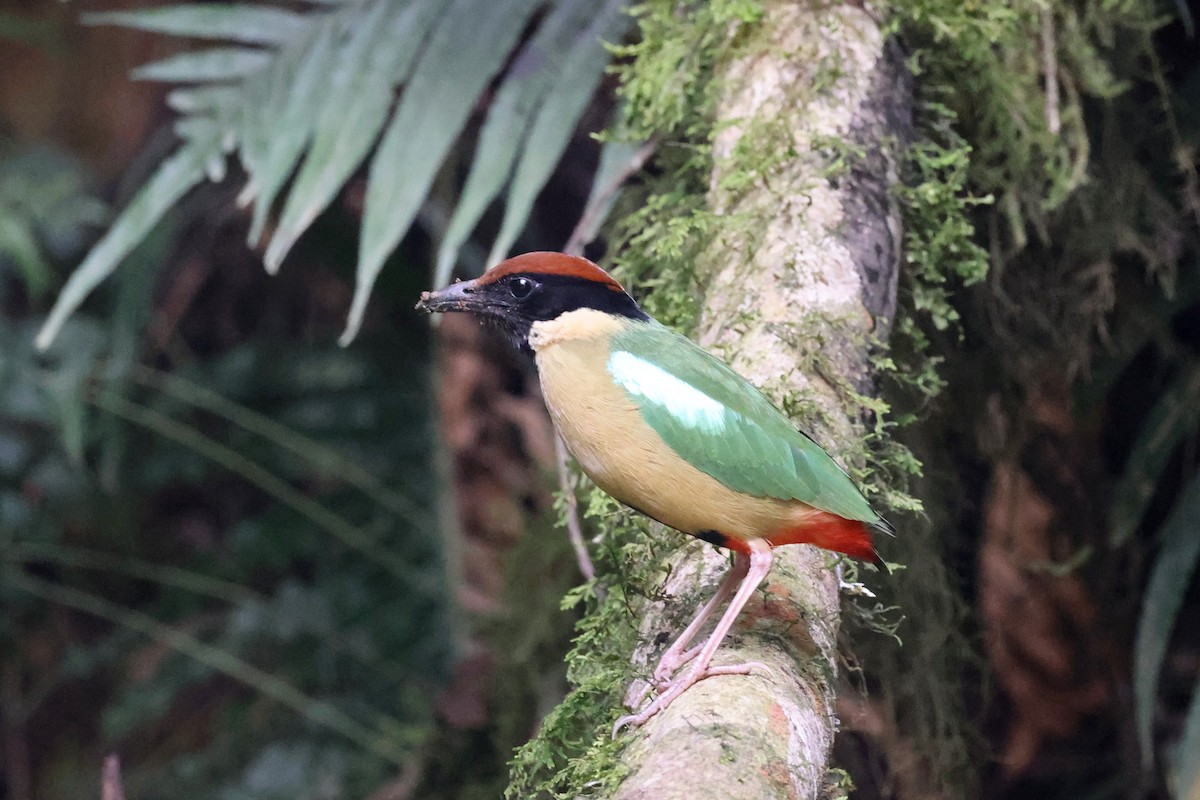 Піта-крикун - ML646884393