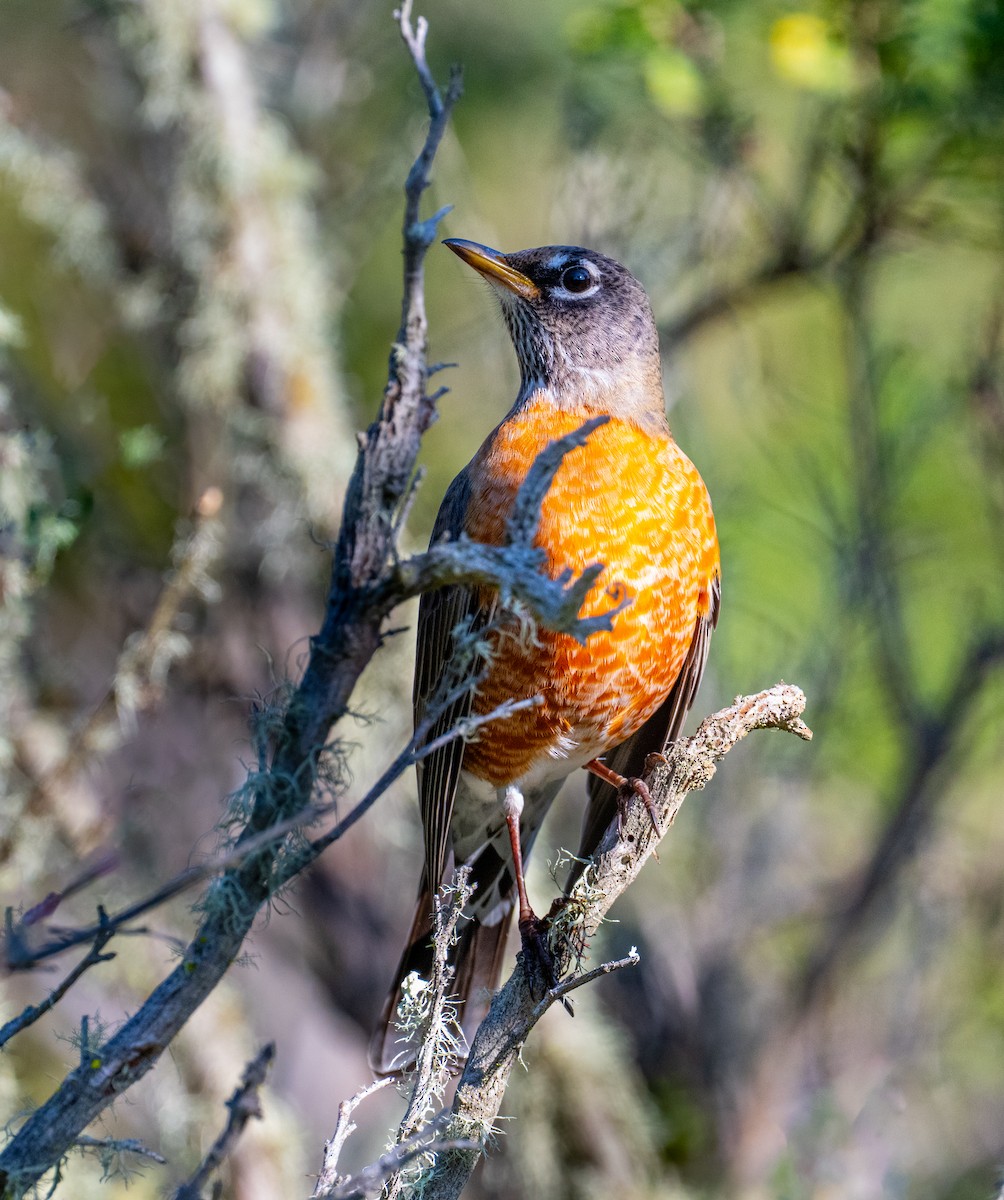 Странствующий дрозд - ML646884394