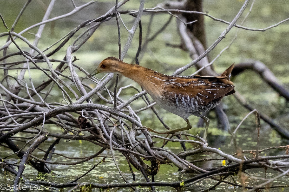 Schiribilla grigiata - ML646884396