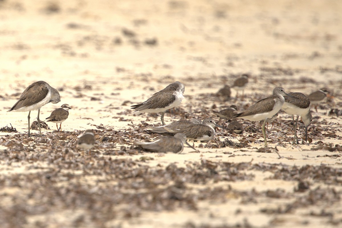 Common Greenshank - ML646884398
