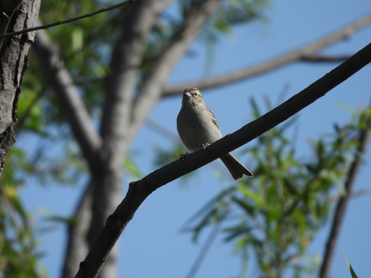Chipping Sparrow - ML646884399
