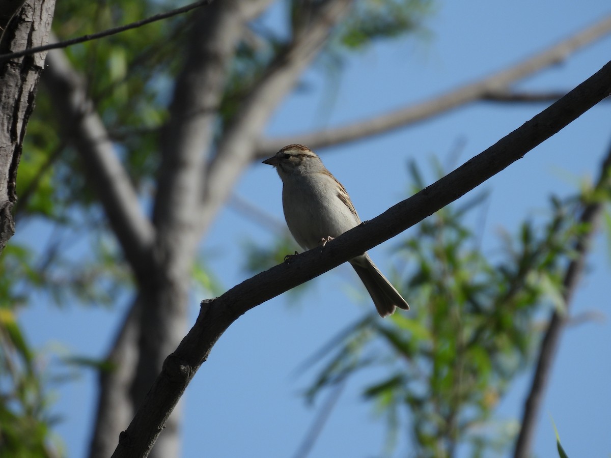 Chipping Sparrow - ML646884400
