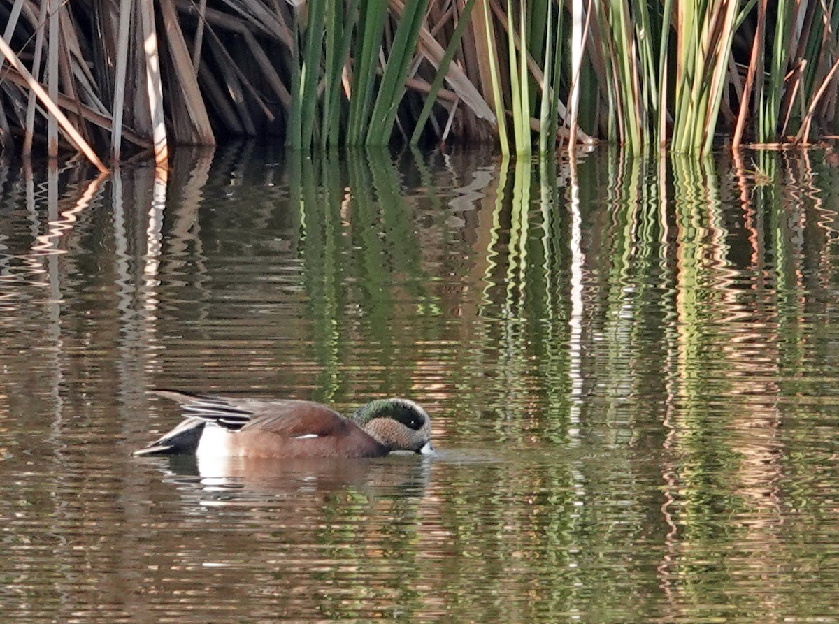 Fischione americano - ML646884402