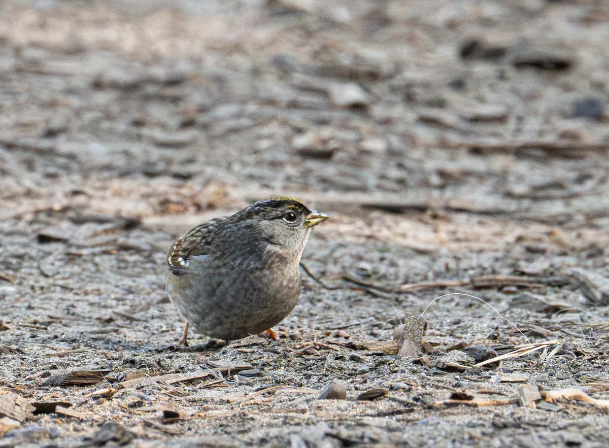 Чернобровая овсянка - ML646884403