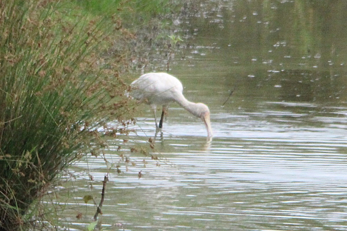 Yellow-billed Spoonbill - ML646884405