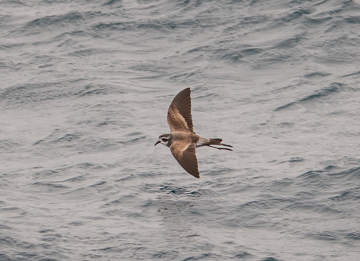 buřníček běločelý - ML646884406