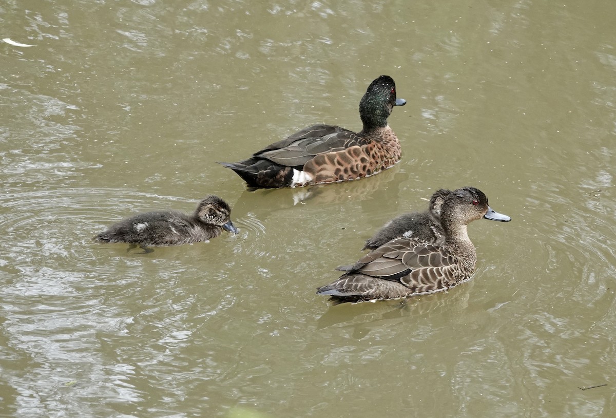 Chestnut Teal - ML646884408