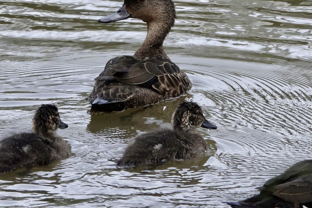 Chestnut Teal - ML646884409
