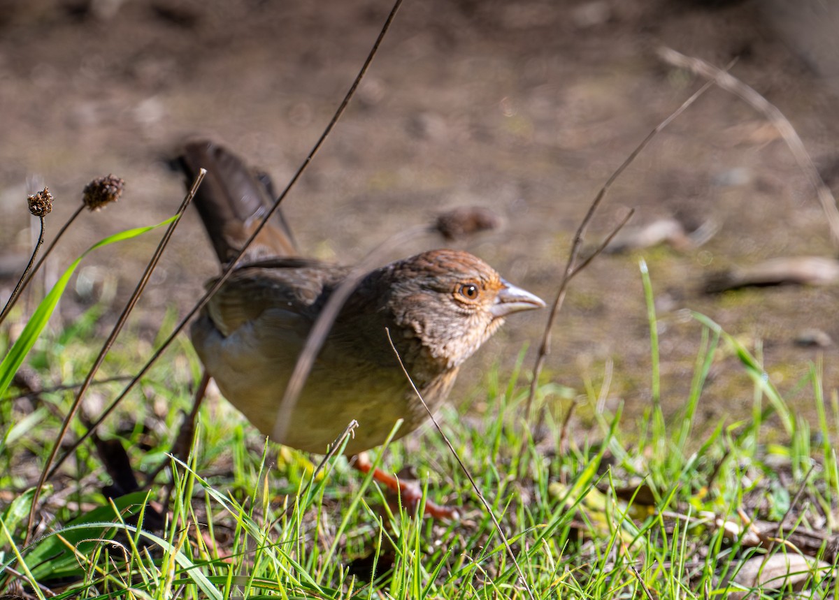 Калифорнийский тохи - ML646884412