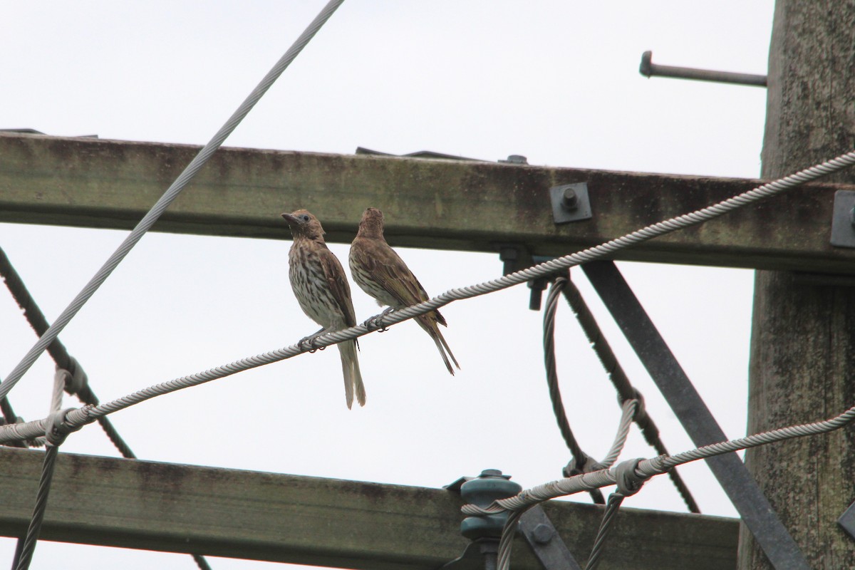 Australasian Figbird - ML646884413