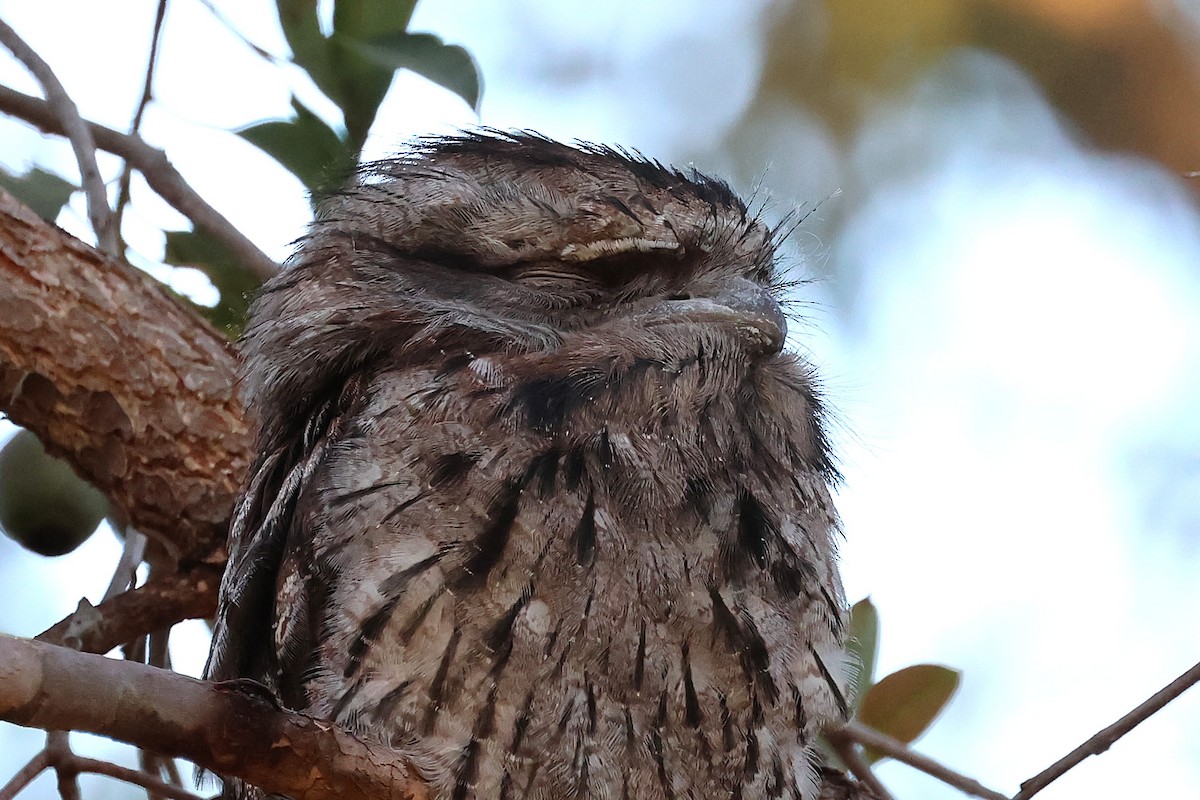 Tawny Frogmouth - ML646884414