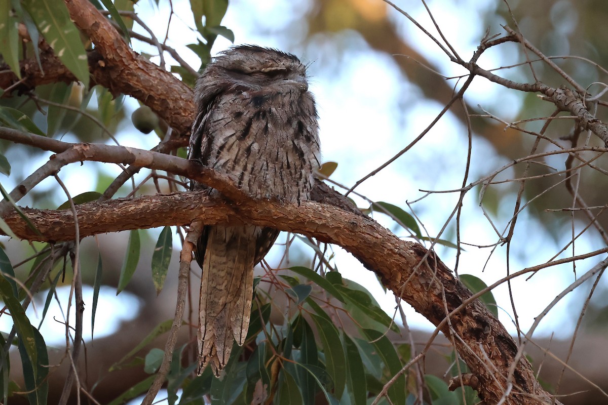 Tawny Frogmouth - ML646884415